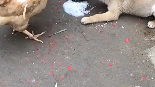 The dog was bullied by the chicken finally, hilarious!