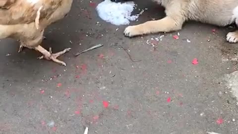 The dog was bullied by the chicken finally, hilarious!