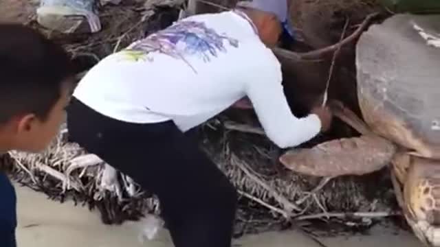 Rescue of stuck turtle