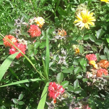 Yellow and red flowers