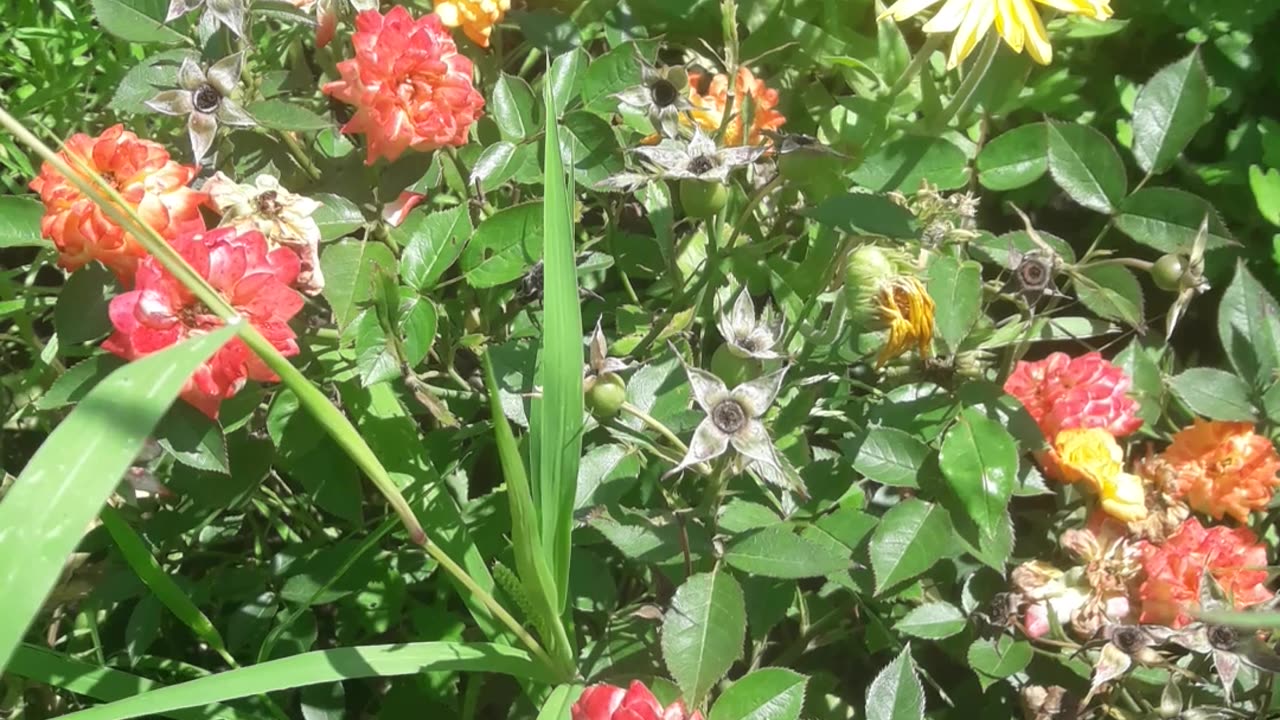 Yellow and red flowers