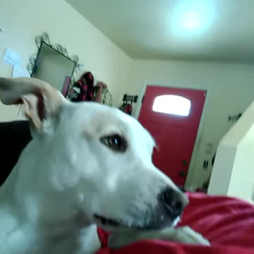 Couch sitting with Star