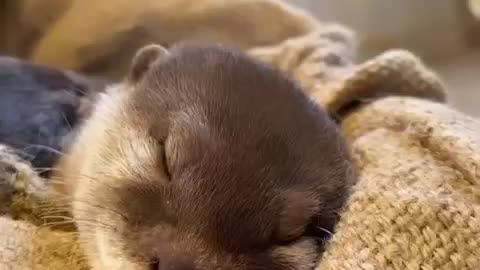 cute video of otter