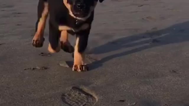 Small black dog running towards camera on the beach slow motion