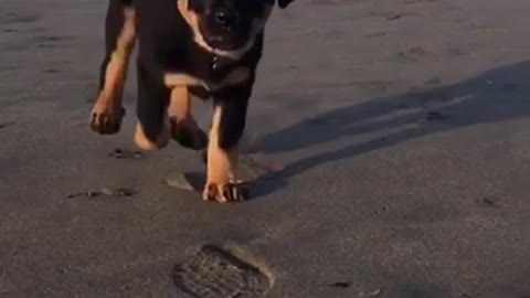 Small black dog running towards camera on the beach slow motion