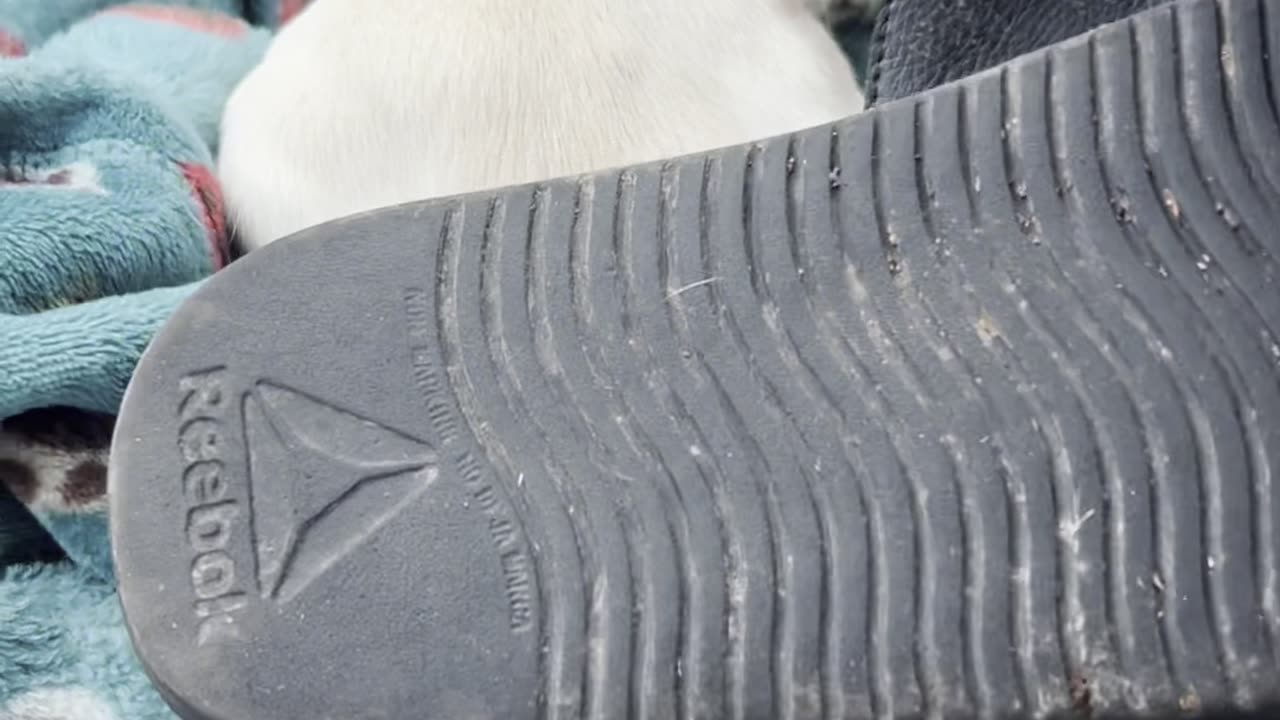 Dog Hides When Confronted With Chewed Slipper