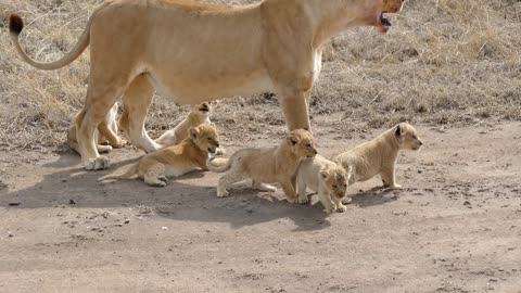 SIX LION CUBS enjoy their first outdoor adventure - ADORABLE!!!