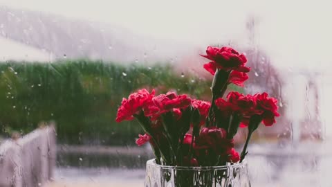 Relaxing Music | Sleeping, Meditation, Stress Relief | [113] ⭐️