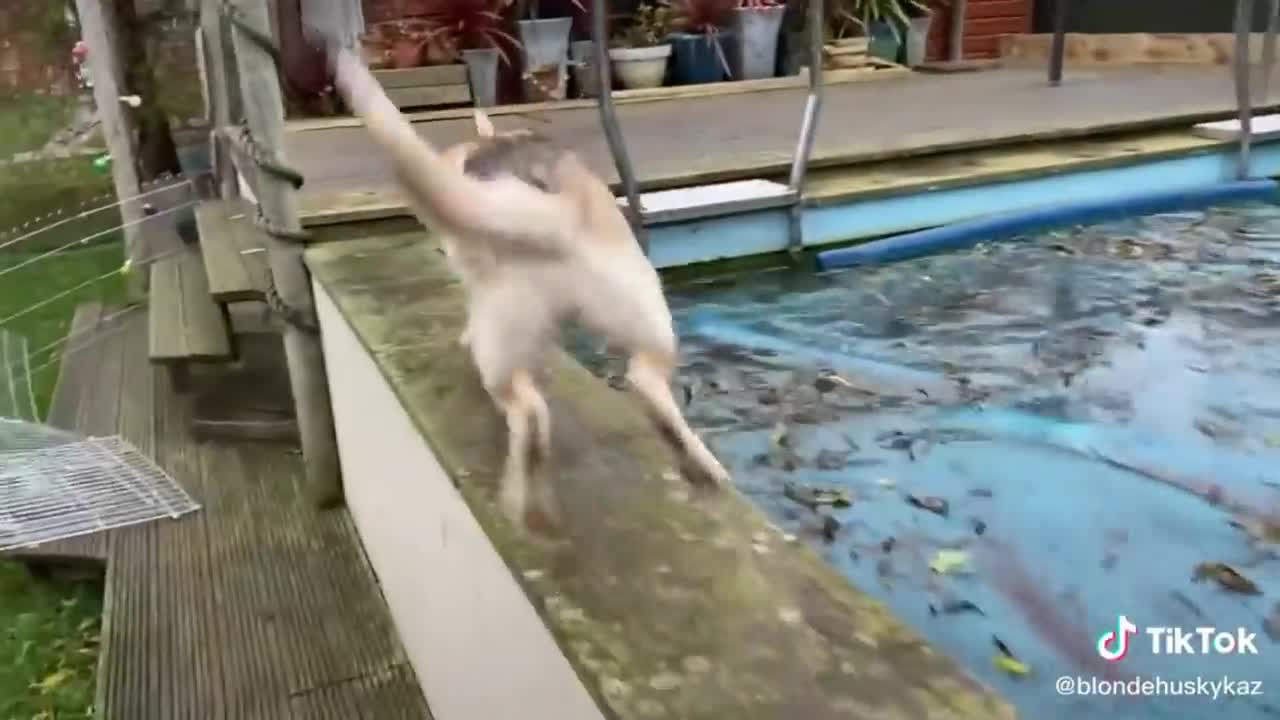 Awesome husky dog compilation of the year