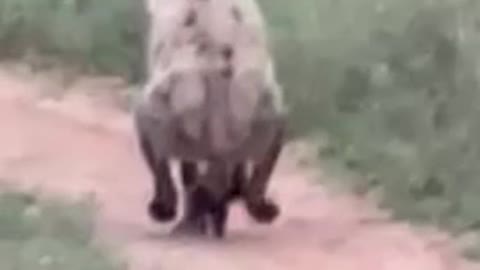 Safari Tourist Films Bizarre Footage Of Hyena Walking On Two Legs