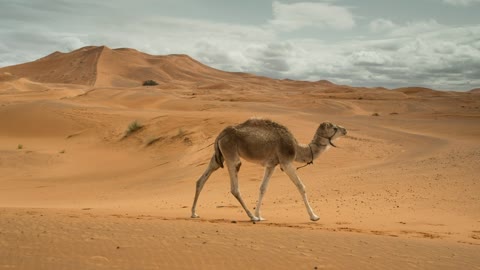 Camels walking in the desert