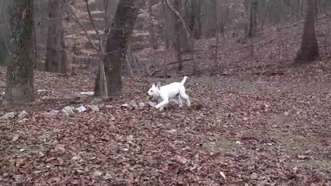 Cute Puppies playing in the park