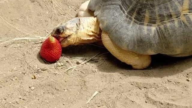 Have a red strawberry nice day! You can do what ever you set your mind too. Believe in your-shelf.