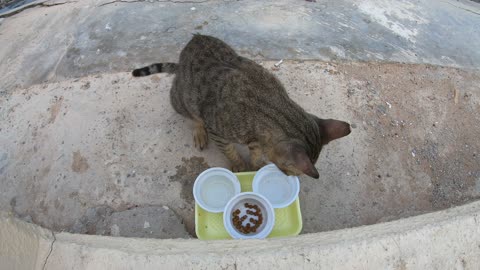 MICHAEL JACKSON - Homeless cat in Ras Al Khaimah, UAE #cat #cats #MichaelJackson #emirates #ae #UAE