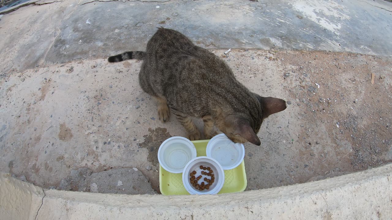 MICHAEL JACKSON - Homeless cat in Ras Al Khaimah, UAE #cat #cats #MichaelJackson #emirates #ae #UAE