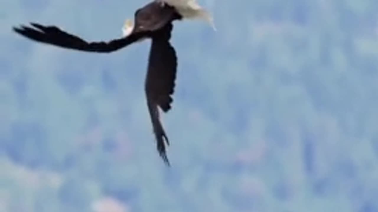 Two Eagles doing an aerial trick into infinity