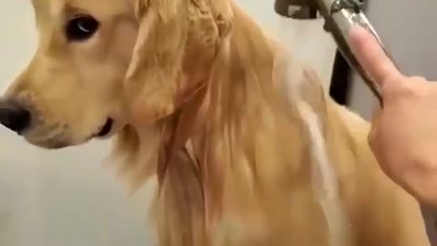 shower Super funny dog videos 😂🔪🐶