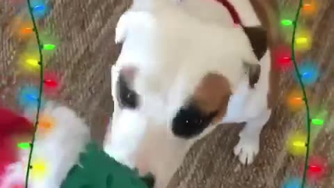 Dog receives his pickle christmas present grabs it and runs away