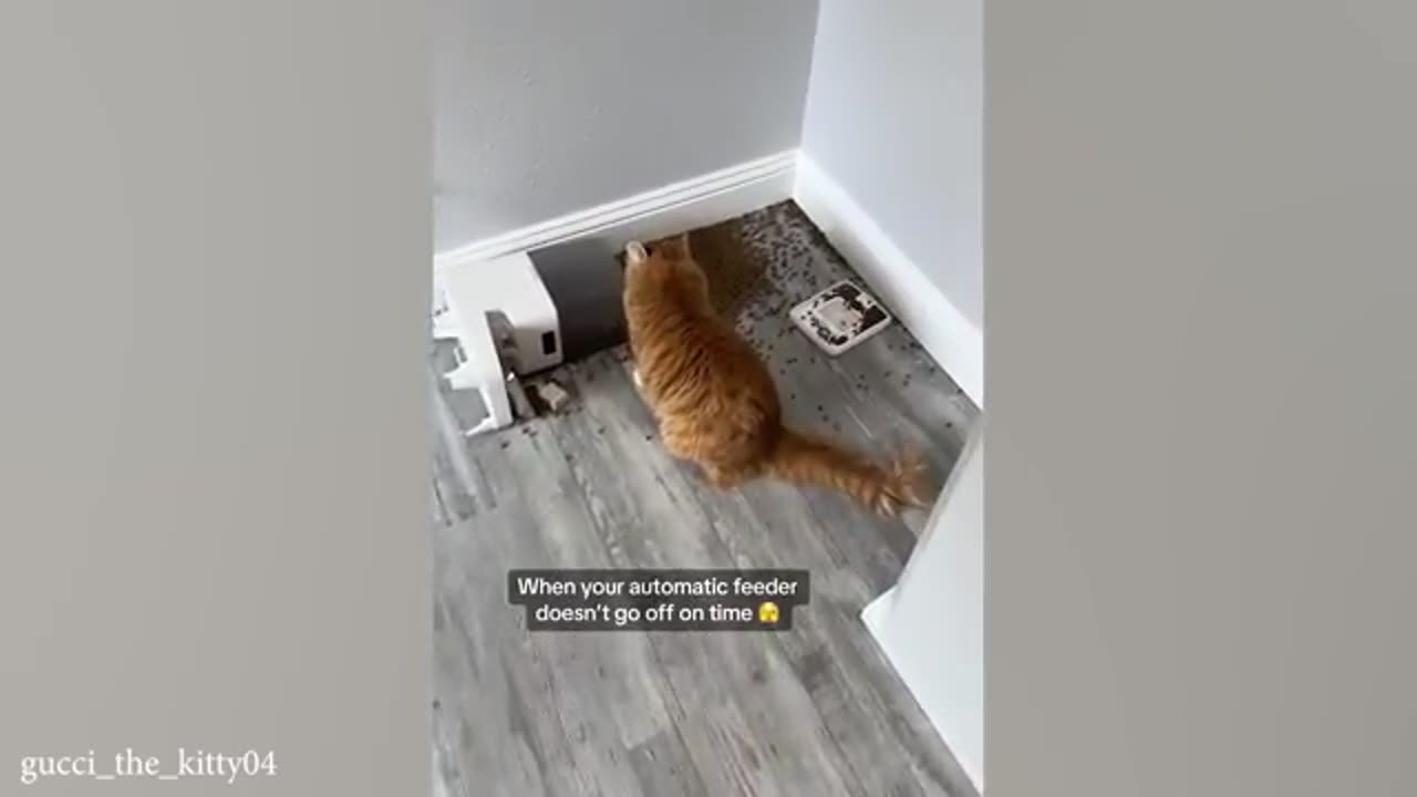 CATS you will remember and LAUGH all day! 😂Funny Cats Videos