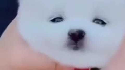 funny dog whith