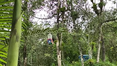 Hummingbird flight