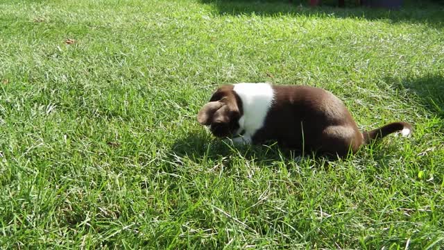 ADVENTURES OF TUBBY - EPISODE 5 - WELCOME TO THE JUNGLE