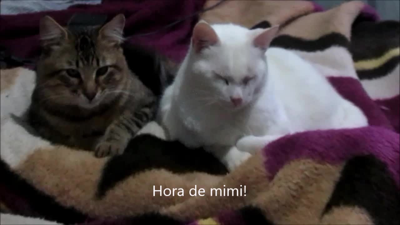 Gatinhos na hora de dormir!