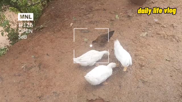 The picture duck eats rice very quickly