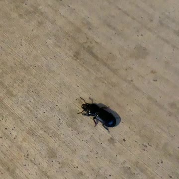 Beetle On the Run!