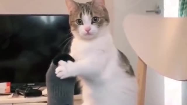 Funny cats๐๐