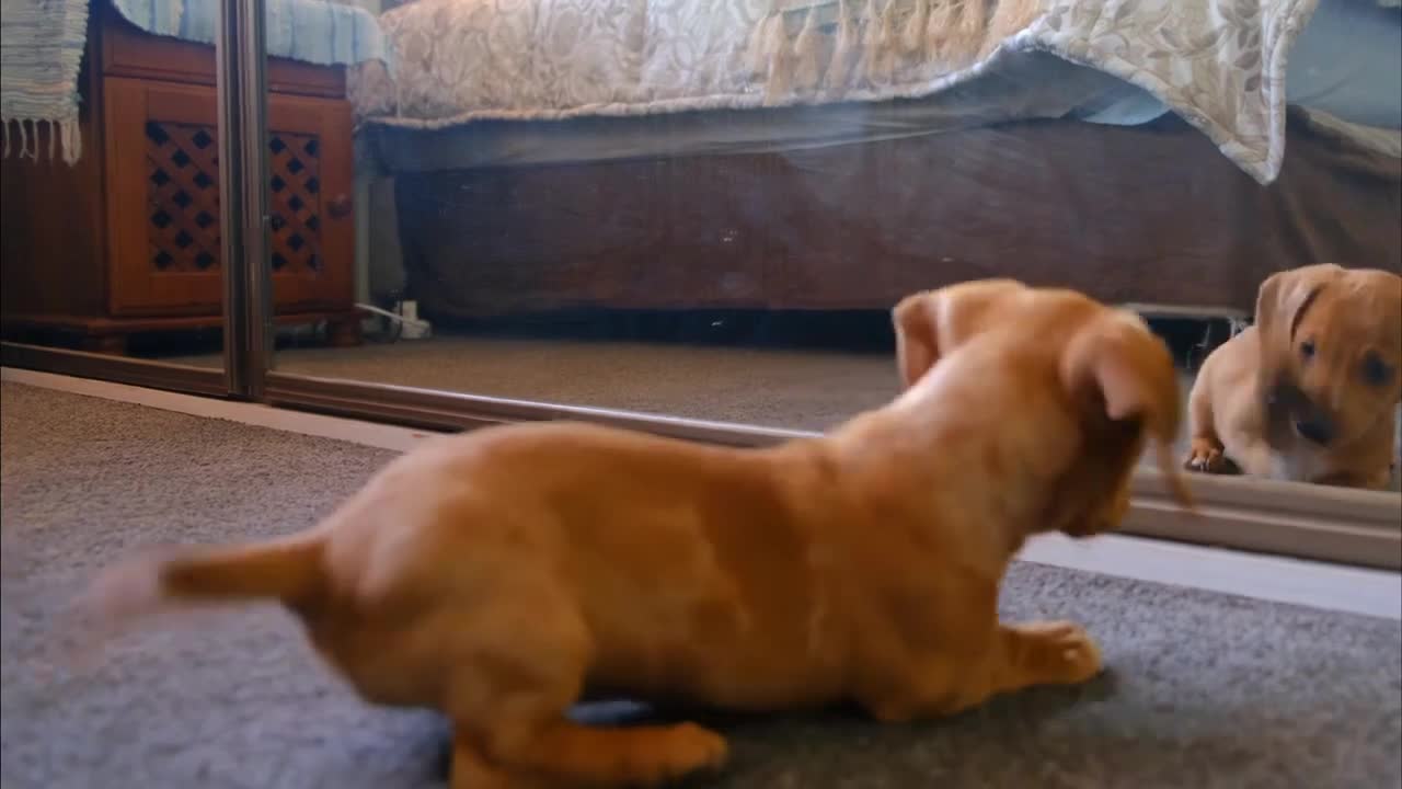 Puppy sees his reflection for the first time