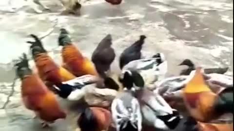 Funny Animal Fights #The Fight between Chicken and Dog#4