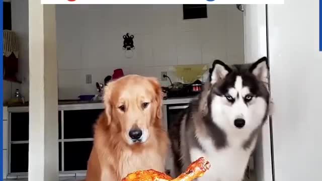 Smart and Funny Dogs Clip