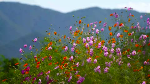 Natural Beauryful flowers video