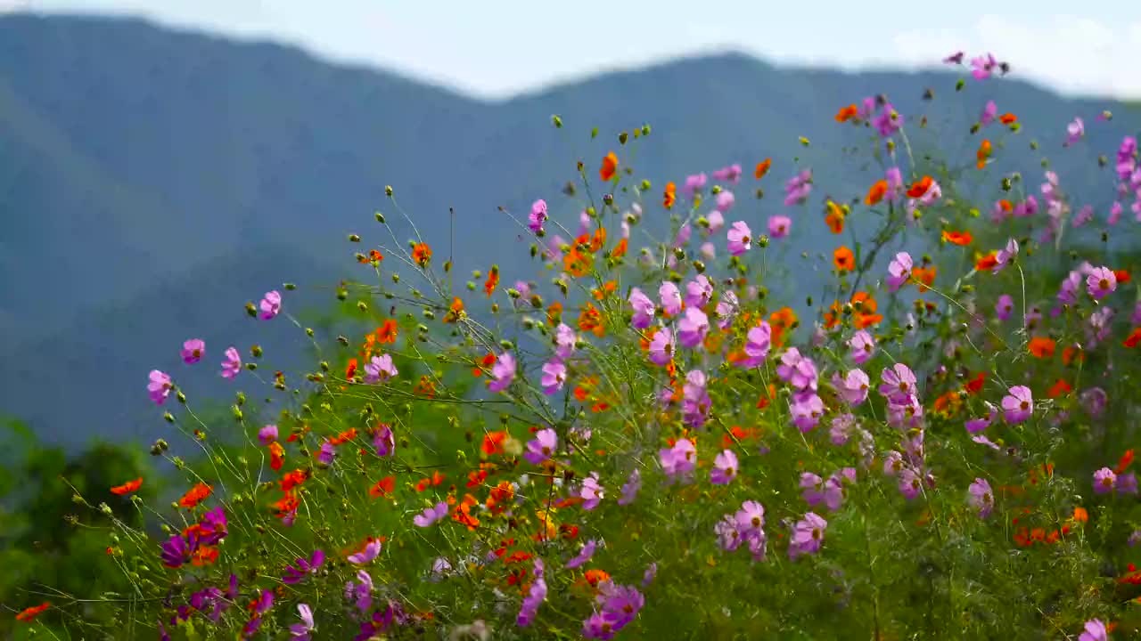 Natural Beauryful flowers video