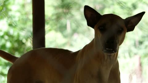 Poor abandon dogs in shelter wagging tail and waiting for new owner to adopt