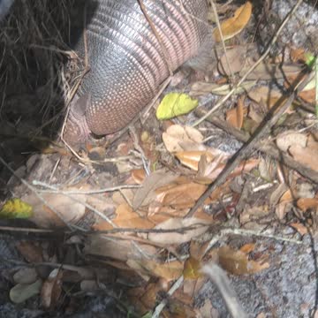 9 Banded Armadillo digging for food.