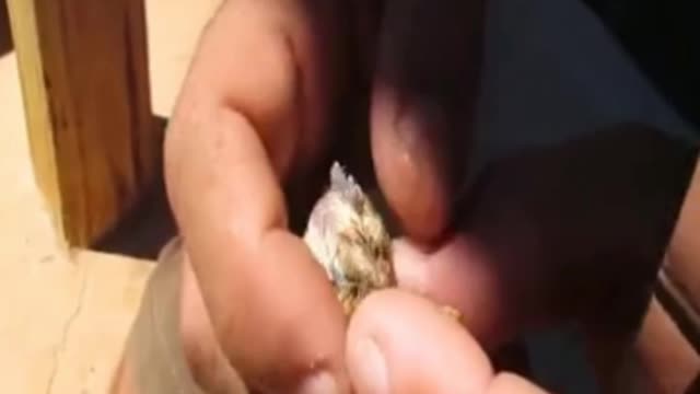 Taking care of a small bird with parasites part 3