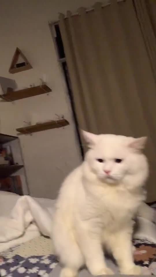 Kucing Cute Tidak Mahu Di Pegang