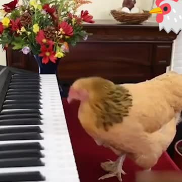 Beethove-hen a chicken playing the piano isn't the greatest thing you've ever play piano.