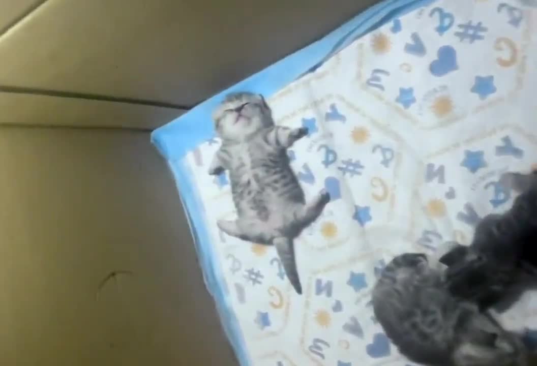 Kitten's out like a light