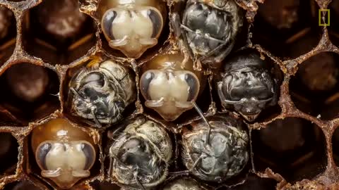 Amazing Time-Lapse: Bees Hatch Before Your Eyes | National Geographic