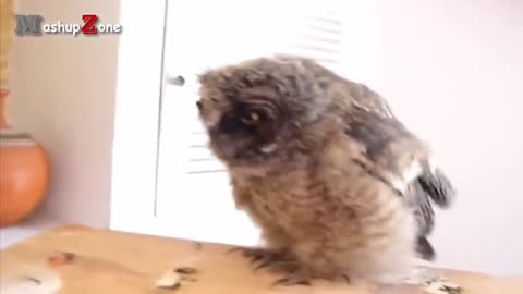 Owls being cute