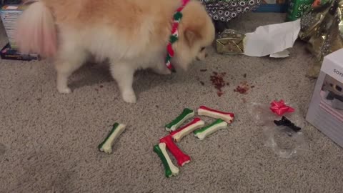 Pomeranians Open Christmas Present on Christmas Morning