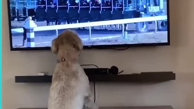 Dog Goes Absolutely Crazy When She Sees Horse Race On TV