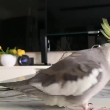 Cocktail singing at the marble table