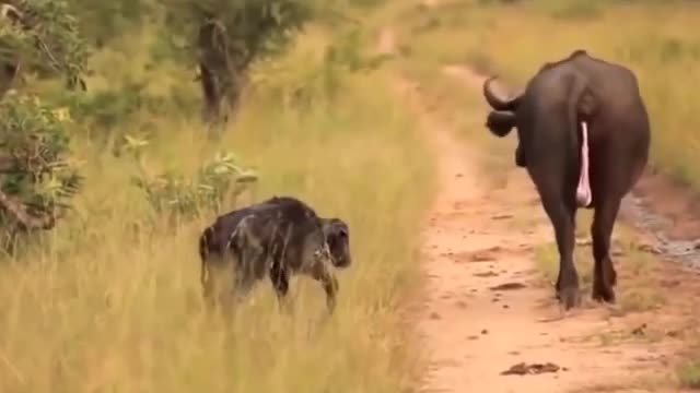 Lion Killed Buffalo Baby | Lion vs Buffalo Attack | Animal Attacks 2021