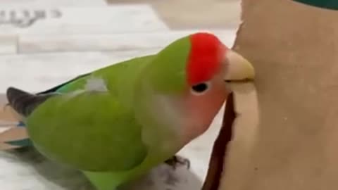 Parakeet adding extensions LOL