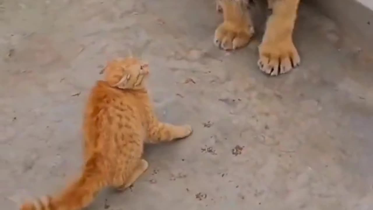 cat vs lion 😱#shorts#cats#lion