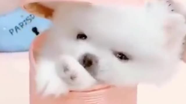 Funny puppie